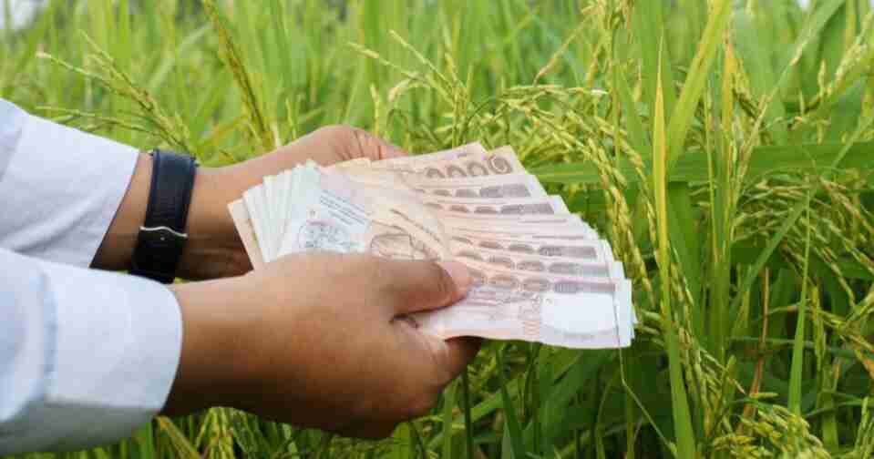 อัพเดทเงินประกันรายได้เกษตรกร จ่ายส่วนต่างเงินประกันราคาข้าว งวดที่ 6 - ACCESSTRADE TH